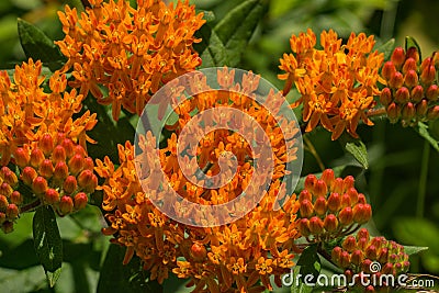 Butterfly Weed â€“ Asclepias tuberosa Stock Photo